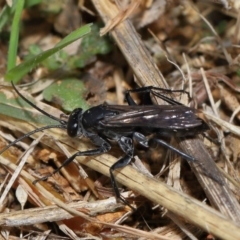 Pompilidae (family) at National Arboretum Forests - 3 May 2024 01:57 PM