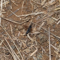 Pompilidae (family) at National Arboretum Forests - 3 May 2024 01:57 PM