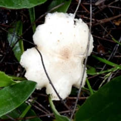 Unidentified Cap on a stem; gills below cap [mushrooms or mushroom-like] at suppressed - 9 May 2024 by Paul4K