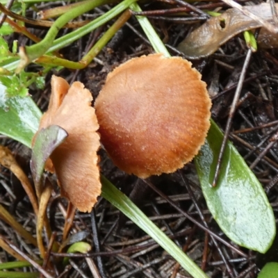 Laccaria sp. (Laccaria) at Boro - 9 May 2024 by Paul4K