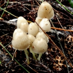 Mycena sp. (Mycena) at Boro - 9 May 2024 by Paul4K