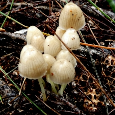 Mycena sp. (genus) (Mycena) at Boro - 9 May 2024 by Paul4K