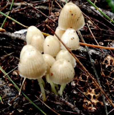 Unidentified Cap on a stem; gills below cap [mushrooms or mushroom-like] at Boro - 9 May 2024 by Paul4K