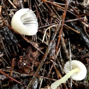 Mycena sp. at QPRC LGA - 9 May 2024