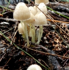 Mycena sp. at QPRC LGA - 9 May 2024