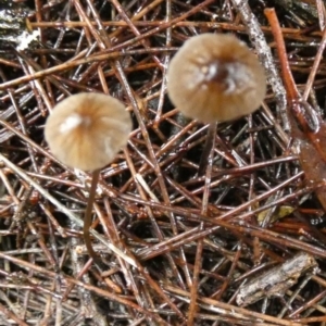 zz agaric (stem; gills white/cream) at Boro - 9 May 2024