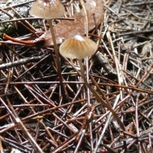 zz agaric (stem; gills white/cream) at Boro - 9 May 2024