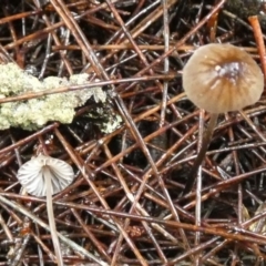 zz agaric (stem; gills white/cream) at Boro - suppressed