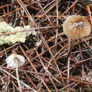 zz agaric (stem; gills white/cream) at Boro - suppressed