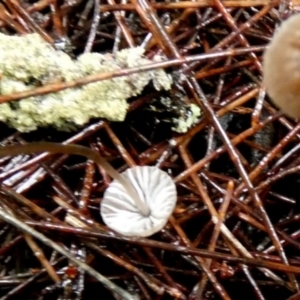 zz agaric (stem; gills white/cream) at Boro - 9 May 2024