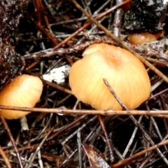 Unidentified Cap on a stem; gills below cap [mushrooms or mushroom-like] at Boro - 9 May 2024 by Paul4K