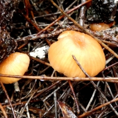 Unidentified Cap on a stem; gills below cap [mushrooms or mushroom-like] at Borough, NSW - 9 May 2024 by Paul4K