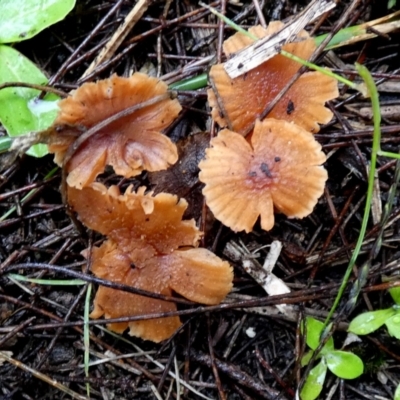 Laccaria sp. (Laccaria) at Boro - 9 May 2024 by Paul4K