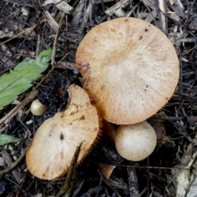 Unidentified Cap on a stem; gills below cap [mushrooms or mushroom-like] at suppressed - 9 May 2024 by Paul4K