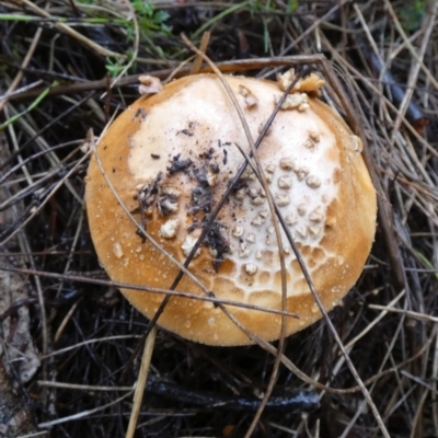 Amanita sp. at suppressed - 9 May 2024 by Paul4K