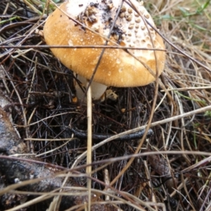 Amanita sp. at Boro - 9 May 2024