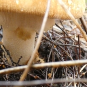 Amanita sp. at Boro - 9 May 2024