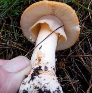 Amanita sp. at Boro - 9 May 2024