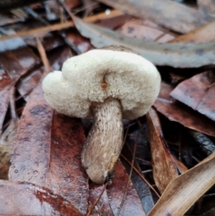 Unidentified Bolete - Fleshy texture, stem central (more-or-less) at Bodalla, NSW - 8 May 2024 by Teresa