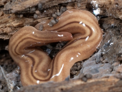 Fletchamia quinquelineata (Five-striped flatworm) at Coolatai, NSW - 9 May 2024 by AlexDudley