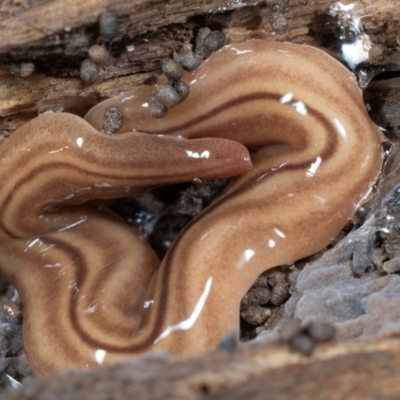 Fletchamia quinquelineata (Five-striped flatworm) at Coolatai, NSW - 9 May 2024 by AlexDudley