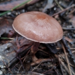 Unverified Cap on a stem; gills below cap [mushrooms or mushroom-like] at Bodalla State Forest - 9 May 2024 by Teresa