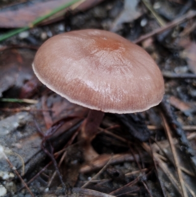 Unverified Cap on a stem; gills below cap [mushrooms or mushroom-like] at Bodalla State Forest - 9 May 2024 by Teresa