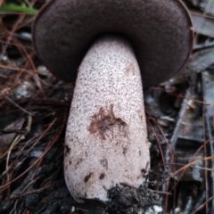 Leccinum sp. at Bodalla State Forest - 9 May 2024 by Teresa