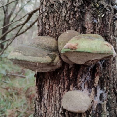 Phellinus sp. (Phellinus sp.) at Bodalla, NSW - 9 May 2024 by Teresa