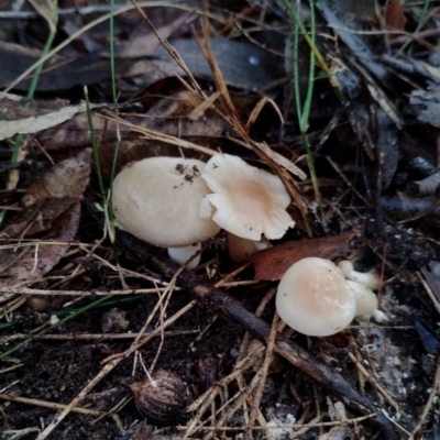 Unverified Cap on a stem; gills below cap [mushrooms or mushroom-like] at Bodalla State Forest - 9 May 2024 by Teresa