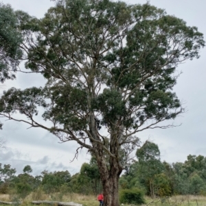 Eucalyptus melliodora at Kenny, ACT - 10 May 2024