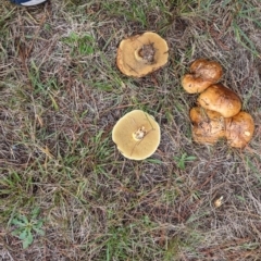 Suillus sp. at Giralang, ACT - 10 May 2024 01:00 PM