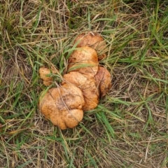 Suillus sp. at Giralang, ACT - 10 May 2024 01:00 PM