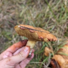 Suillus sp. at Giralang, ACT - 10 May 2024 01:00 PM