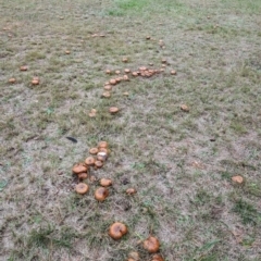 Suillus sp. at Giralang, ACT - 10 May 2024 01:00 PM