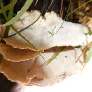 Trametes versicolor at QPRC LGA - suppressed