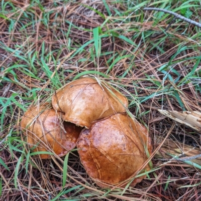 Suillus sp. (A bolete ) at Giralang, ACT - 10 May 2024 by AlexGM