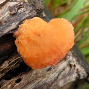 Trametes coccinea at QPRC LGA - suppressed