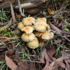 Hypholoma fasciculare (Hypholoma fasciculare) at Mongarlowe River - 9 May 2024 by arjay