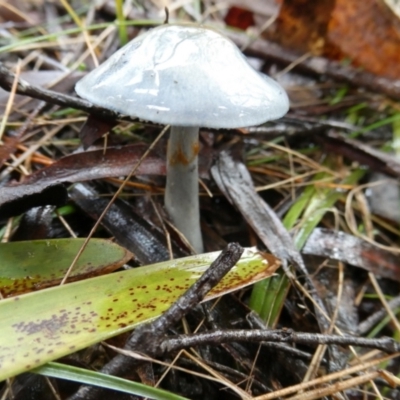 Unidentified Cap on a stem; gills below cap [mushrooms or mushroom-like] at suppressed - 9 May 2024 by arjay