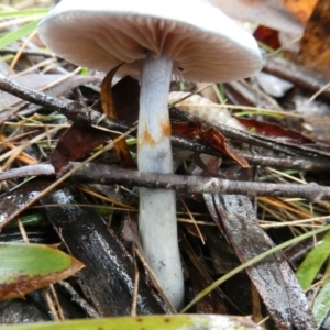 Cortinarius sp. - lilac, blue(ish), purple(ish) at QPRC LGA - suppressed