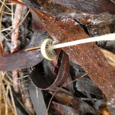 Unverified Cap on a stem; gills below cap [mushrooms or mushroom-like] at  - suppressed by arjay