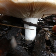 Unidentified Cap on a stem; gills below cap [mushrooms or mushroom-like] at Mongarlowe River - 9 May 2024 by arjay