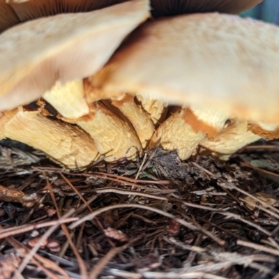 Gymnopilus junonius (Spectacular Rustgill) at Giralang, ACT - 10 May 2024 by AlexGM