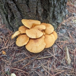 Gymnopilus junonius at Giralang, ACT - 10 May 2024 12:50 PM