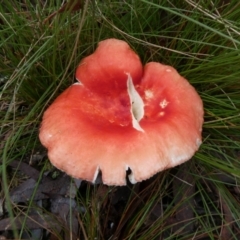 Unidentified Cap on a stem; gills below cap [mushrooms or mushroom-like] at Charleys Forest, NSW - 9 May 2024 by arjay