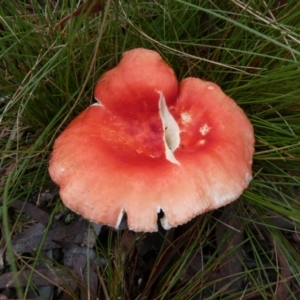 Russula sp. (genus) at QPRC LGA - suppressed