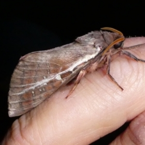 Oxycanus australis at QPRC LGA - suppressed