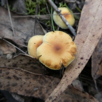 Unidentified Cap on a stem; gills below cap [mushrooms or mushroom-like] at suppressed - 2 May 2024 by arjay