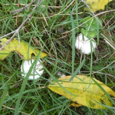 Unidentified Cap on a stem; gills below cap [mushrooms or mushroom-like] at suppressed - 2 May 2024 by arjay